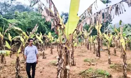 erala : केले का बागान नष्ट हो गया erala : केले का बागान नष्ट हो गया