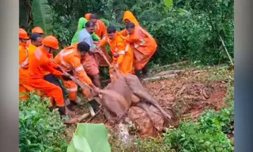 खाई में गिरी गाय को आखिरकार अग्निशमन दल ने बचाया खाई में गिरी गाय को आखिरकार अग्निशमन दल ने बचाया