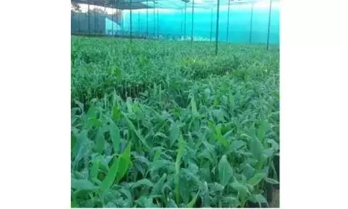 AP: ताड़ीपत्री में केला ऊतक संवर्धन अनुसंधान केंद्र स्थापित किया जाएगा