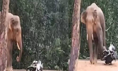 Keonjhar : हाथी ने बाइक को कुचला, स्थानीय लोगों में दहशत