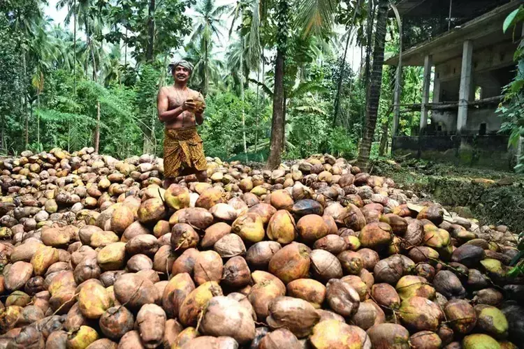 Kerala में बढ़ती महंगाई के कारण मंदिरों में नारियल तोड़ने की रस्में प्रभावित Kerala में बढ़ती महंगाई के कारण मंदिरों में नारियल तोड़ने की रस्में प्रभावित