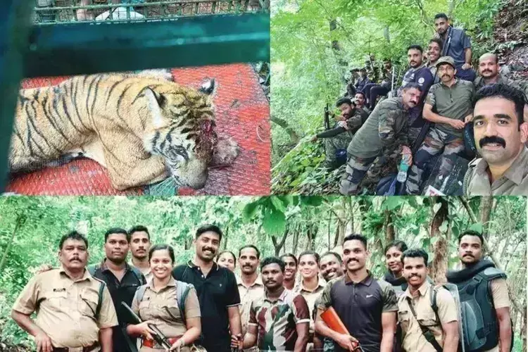 Kerala में सबसे लंबा बाघ शिकार 53 दिनों के बाद खत्म हुआ ₹6 लाख खर्च Kerala में सबसे लंबा बाघ शिकार 53 दिनों के बाद खत्म हुआ ₹6 लाख खर्च