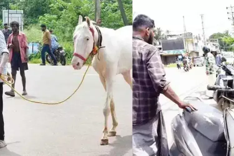 Kerala : पथानामथिट्टा में भाग रहा घोड़ा हैदर तीन घायल Kerala : पथानामथिट्टा में भाग रहा घोड़ा हैदर तीन घायल
