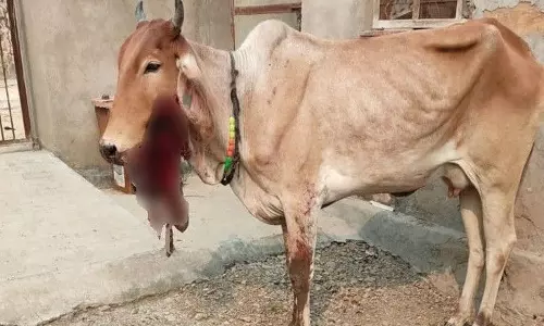 Baliya: गाय के मुंह में धमाका, जबड़ा उड़ा; इलाज जारी