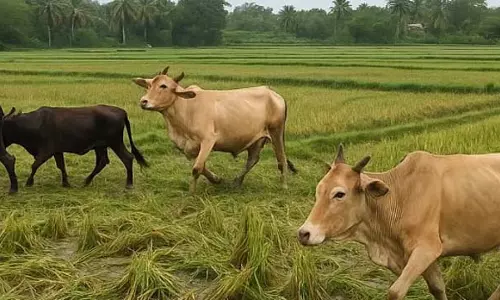 GOA: सेंट क्रूज़ के धान के खेतों में आवारा पशुओं ने कहर बरपाया, किसानों को भारी फ़सल का नुकसान