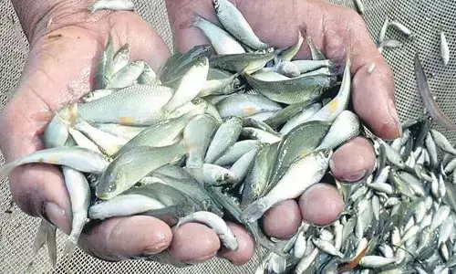 क्या शिशु मछलियों का वितरण होता है?