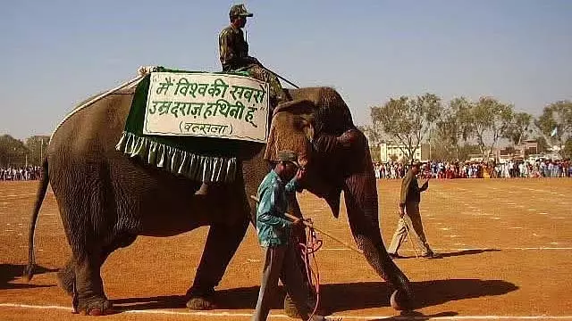 दुनिया की सबसे लंबे समय तक जीवित रहने वाली हथिनी वत्सला ने पन्ना टाइगर रिजर्व में 100+ की उम्र में अंतिम सांस ली दुनिया की सबसे लंबे समय तक जीवित रहने वाली हथिनी वत्सला ने पन्ना टाइगर रिजर्व में 100+ की उम्र में अंतिम सांस ली