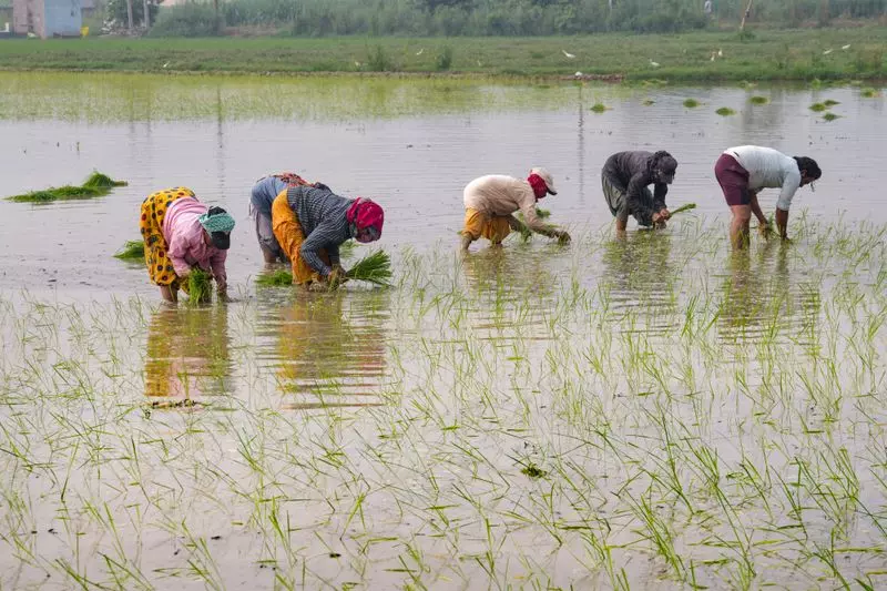 Karnal में कृषि क्षेत्र से बिजली की मांग में वृद्धि जारी Karnal में कृषि क्षेत्र से बिजली की मांग में वृद्धि जारी