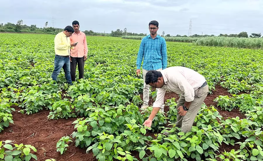 Bidar : सोया और मटर की फसलों में कीटों के संक्रमण को रोकने की सलाह Bidar : सोया और मटर की फसलों में कीटों के संक्रमण को रोकने की सलाह