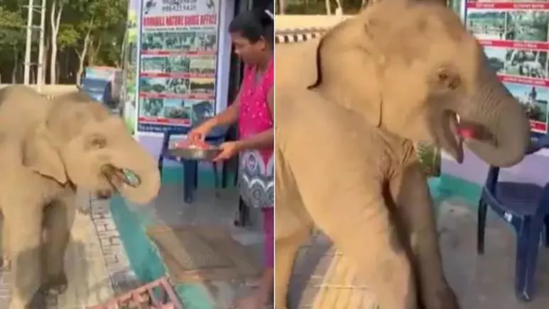 VIDEO: तरबूज देखते ही भागते हुए महिला के पास पहुंचा हाथी का बच्चा, फिर... VIDEO: तरबूज देखते ही भागते हुए महिला के पास पहुंचा हाथी का बच्चा, फिर...