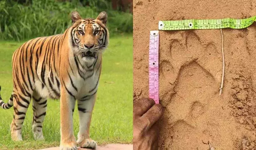 Kasipeta के जंगलों में फिर दिखे जंगली जानवर Kasipeta के जंगलों में फिर दिखे जंगली जानवर