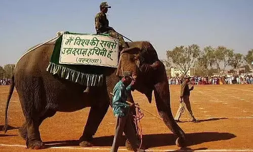 दुनिया की सबसे लंबे समय तक जीवित रहने वाली हथिनी वत्सला ने पन्ना टाइगर रिजर्व में 100+ की उम्र में अंतिम सांस ली दुनिया की सबसे लंबे समय तक जीवित रहने वाली हथिनी वत्सला ने पन्ना टाइगर रिजर्व में 100+ की उम्र में अंतिम सांस ली