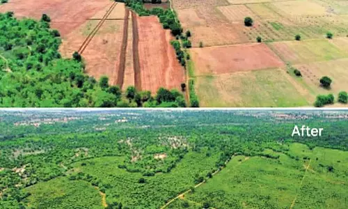 Telangana में बाघों के प्रवेश द्वार पर हरियाली लौटी