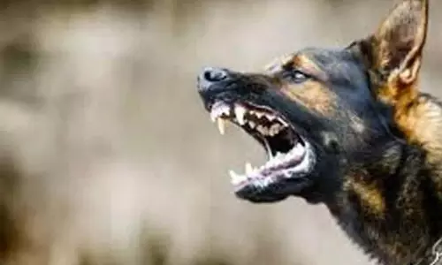 Karnataka: भटकल में आवारा कुत्तों के हमलों में 70 घंटे में 15 से अधिक लोग घायल