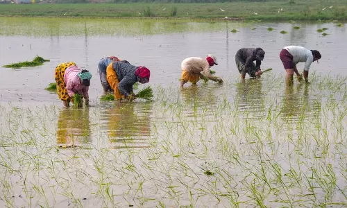 Karnal में कृषि क्षेत्र से बिजली की मांग में वृद्धि जारी