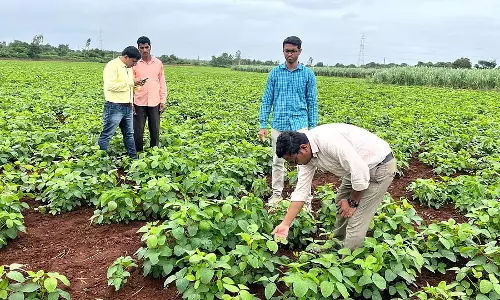 Bidar : सोया और मटर की फसलों में कीटों के संक्रमण को रोकने की सलाह Bidar : सोया और मटर की फसलों में कीटों के संक्रमण को रोकने की सलाह