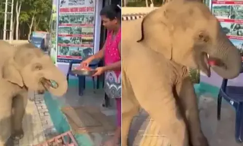 VIDEO: तरबूज देखते ही भागते हुए महिला के पास पहुंचा हाथी का बच्चा, फिर... VIDEO: तरबूज देखते ही भागते हुए महिला के पास पहुंचा हाथी का बच्चा, फिर...