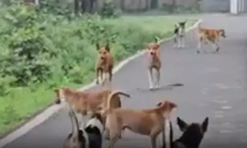 गली गली में घूम रहा खूंखार कुत्तों का झुंड, 8 लोगों को काटकर किया घायल