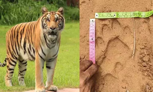 Kasipeta के जंगलों में फिर दिखे जंगली जानवर Kasipeta के जंगलों में फिर दिखे जंगली जानवर