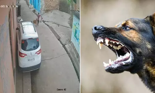 Madhya Pradesh: शिवपुरी में आवारा कुत्ते ने बच्चों पर किया हमला