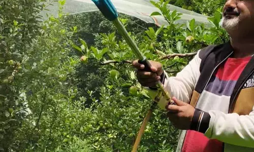 बागों में ज़हर घोलना, Himachal के सेब उत्पादन में कड़वाहट
