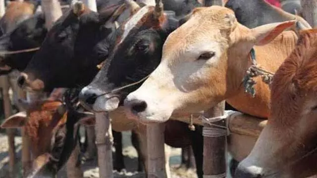 गौवंश तस्करी, मुंगेली जिले में ट्रक जब्त गौवंश तस्करी, मुंगेली जिले में ट्रक जब्त