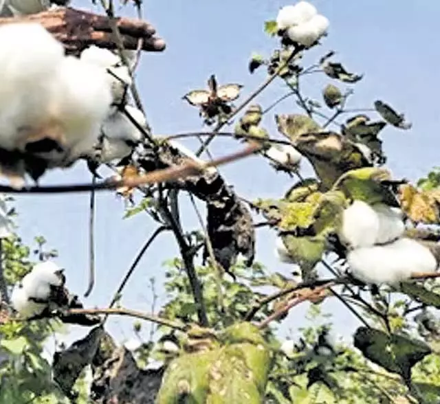 कपास उत्पादन दोगुना करने का लक्ष्य: सरकार HTBT कपास को वैध बनाने पर विचार कर रही कपास उत्पादन दोगुना करने का लक्ष्य: सरकार HTBT कपास को वैध बनाने पर विचार कर रही