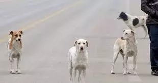 Hyderabad के नेरेडमेट में आवारा कुत्तों ने लड़के को नोच-नोच कर मार डाला Hyderabad के नेरेडमेट में आवारा कुत्तों ने लड़के को नोच-नोच कर मार डाला