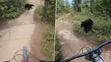 VIDEO: शख्स के सामने अचानक से आ गया भालू, फिर... VIDEO: शख्स के सामने अचानक से आ गया भालू, फिर...