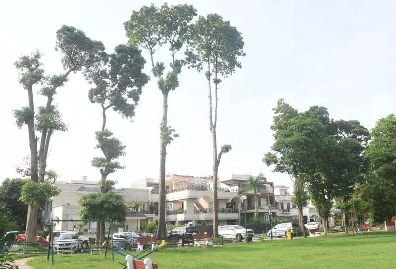 Chandigarh: 75 फुट ऊंचे पेड़ मोहाली निवासियों के लिए खतरा Chandigarh: 75 फुट ऊंचे पेड़ मोहाली निवासियों के लिए खतरा