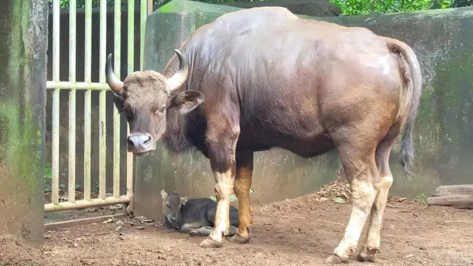गौर बछड़े का जन्म भुवनेश्वर के नंदनकानन प्राणी उद्यान में हुआ गौर बछड़े का जन्म भुवनेश्वर के नंदनकानन प्राणी उद्यान में हुआ