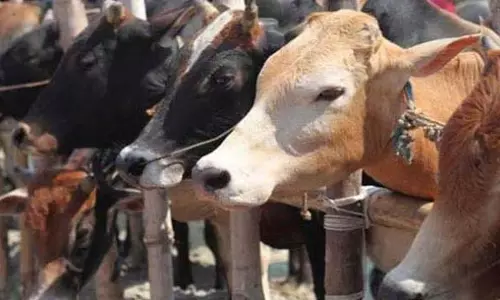 गौवंश तस्करी, मुंगेली जिले में ट्रक जब्त गौवंश तस्करी, मुंगेली जिले में ट्रक जब्त