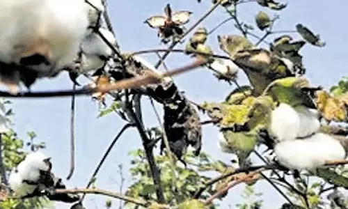 कपास उत्पादन दोगुना करने का लक्ष्य: सरकार HTBT कपास को वैध बनाने पर विचार कर रही कपास उत्पादन दोगुना करने का लक्ष्य: सरकार HTBT कपास को वैध बनाने पर विचार कर रही