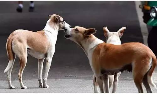 बेंगलुरु के आवारा कुत्तों के लिए बिरयानी: 2.8 करोड़ की लागत से BBMP परियोजना बेंगलुरु के आवारा कुत्तों के लिए बिरयानी: 2.8 करोड़ की लागत से BBMP परियोजना