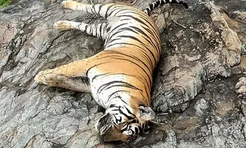 5 बाघों की मौत के लिए कार्बोफ्यूरान और फोरेट जिम्मेदार: FSL रिपोर्ट