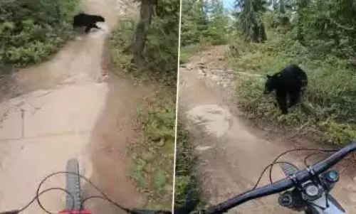 VIDEO: शख्स के सामने अचानक से आ गया भालू, फिर...