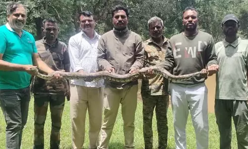 संथेमरहल्ली: कावुदावडी फार्म में मिला अजगर