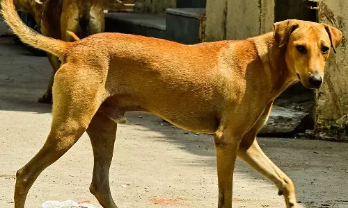 कुत्ते के काटने का मामला: बाल आयोग ने अधिकारियों को तलब किया