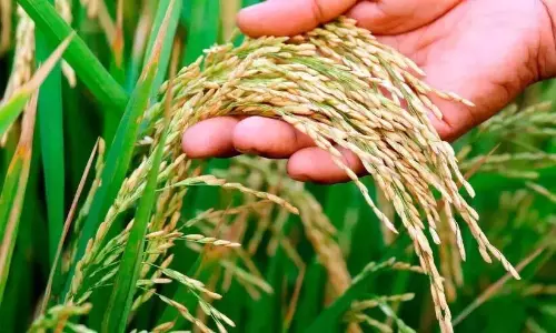 किसानों के सपने हो रहे साकार; नेनमेनी में आज खुलेगी किसान भंडारण सुविधा