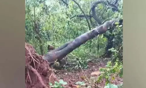Kerala : अरलम फार्म पुनर्वास क्षेत्र में जंगली जानवरों की ताकत Kerala : अरलम फार्म पुनर्वास क्षेत्र में जंगली जानवरों की ताकत