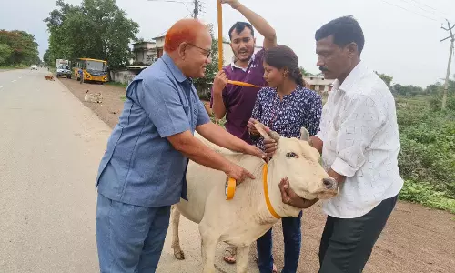 सडक दुघर्टना रोकने के लिए पशुओं में रेडियम पट्टी लगाने अभियान जारी