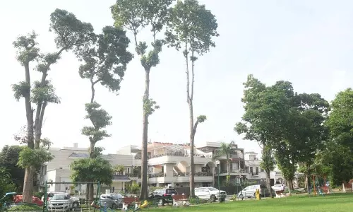 Chandigarh: 75 फुट ऊंचे पेड़ मोहाली निवासियों के लिए खतरा