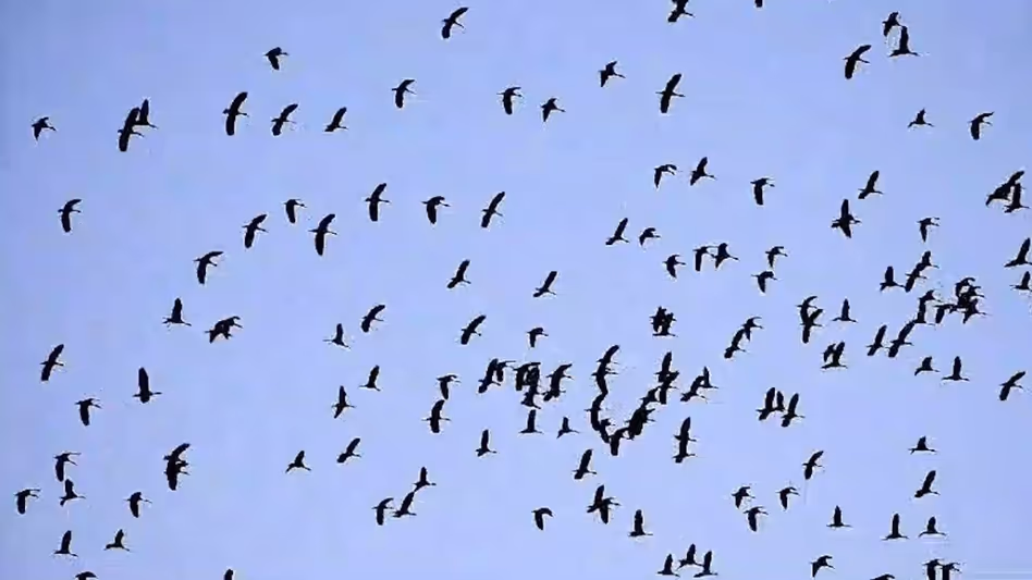 Arunachal की नोंगसाया झील में सर्वेक्षण में 89 पक्षी प्रजातियाँ दर्ज की गईं
