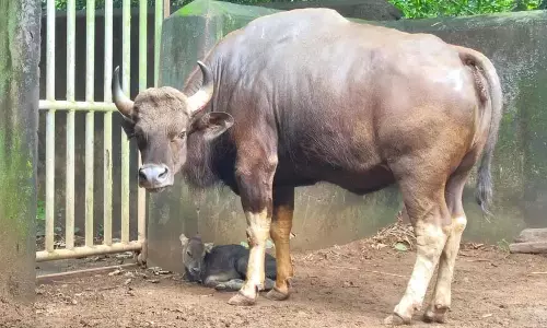 गौर बछड़े का जन्म भुवनेश्वर के नंदनकानन प्राणी उद्यान में हुआ