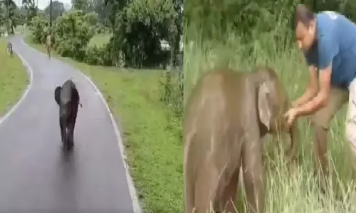 मां से बिछड़ने के बाद घबराए हाथी के बच्चे का दिल दहला देने वाला Video Viral मां से बिछड़ने के बाद घबराए हाथी के बच्चे का दिल दहला देने वाला Video Viral