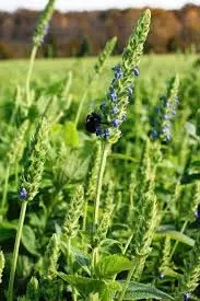 Chia Leaves: चिया बीज ही नहीं, चिया के पत्ते भी हैं सेहत के लिए वरदान, जानें इस पौधे के छिपे फायदे Chia Leaves: चिया बीज ही नहीं, चिया के पत्ते भी हैं सेहत के लिए वरदान, जानें इस पौधे के छिपे फायदे