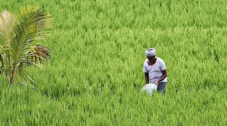 किसान ध्यान दें, खरीफ फसलों का बीमा कराने अभी भी है मौका किसान ध्यान दें, खरीफ फसलों का बीमा कराने अभी भी है मौका