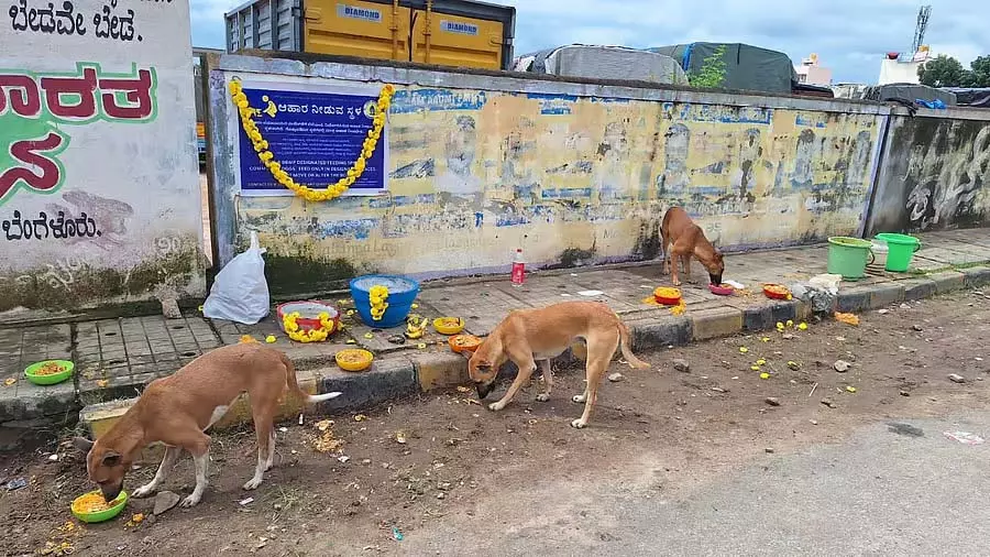 Bengaluru के स्ट्रीट डॉग्स के लिए चिकन युक्त पौष्टिक भोजन Bengaluru के स्ट्रीट डॉग्स के लिए चिकन युक्त पौष्टिक भोजन