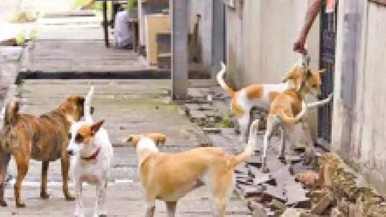 BBMP आवारा कुत्तों के भोजन परियोजना पर 2.88 करोड़ रुपये खर्च करेगी BBMP आवारा कुत्तों के भोजन परियोजना पर 2.88 करोड़ रुपये खर्च करेगी