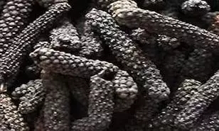 Health Benefits of Pippali: औषधीय गुणों से युक्त इस मसाले के सेवन से मिलते हैं कमाल के लाभ Health Benefits of Pippali: औषधीय गुणों से युक्त इस मसाले के सेवन से मिलते हैं कमाल के लाभ